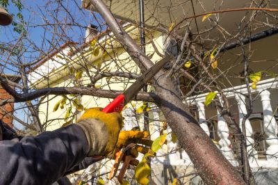The Importance Of Regular Tree Trimming For Property Safety