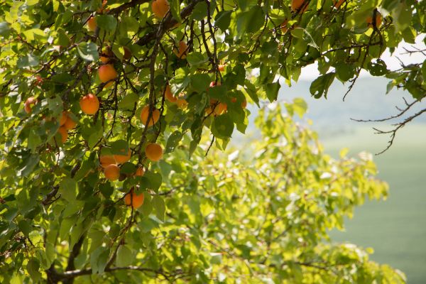 Apricot Tree Shaping