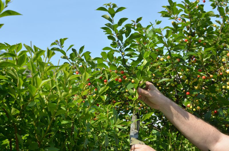 Orchard Pruning