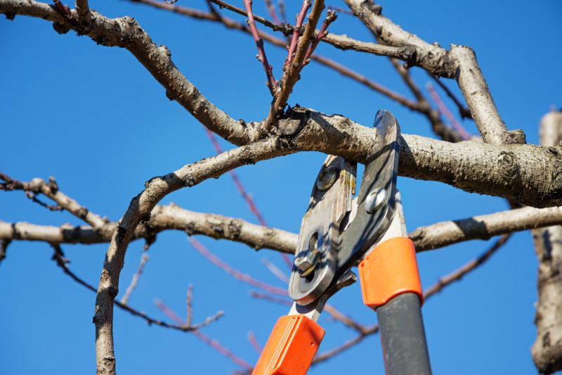 Orchard Pruning