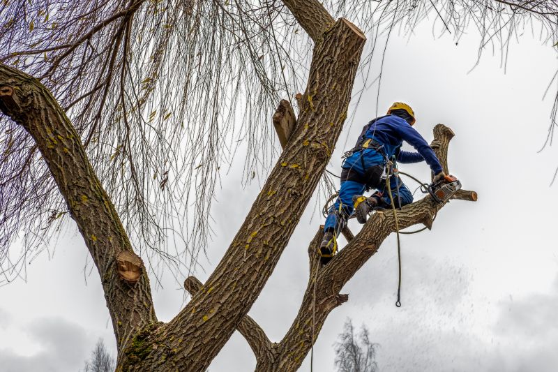 Safe Tree Maintenance